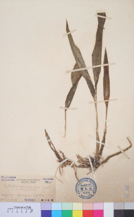 Specimen thumbnail